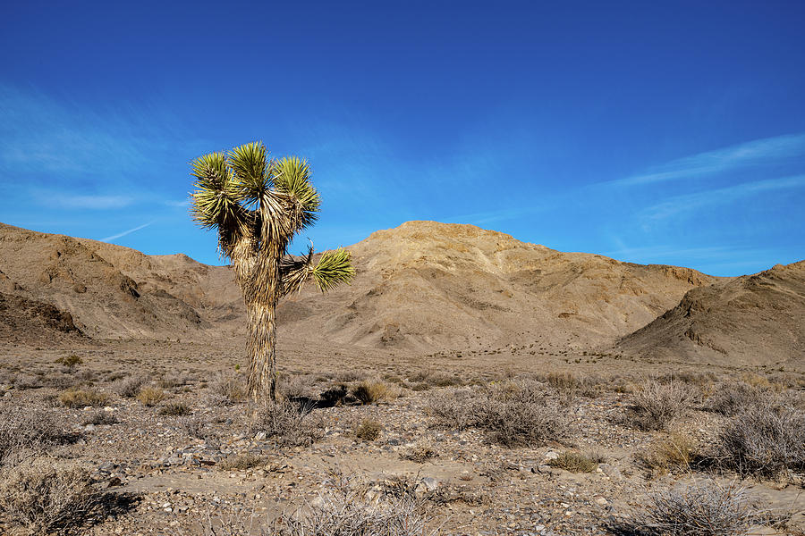 Joshua Tree in Death Valley Photograph by William Dickman