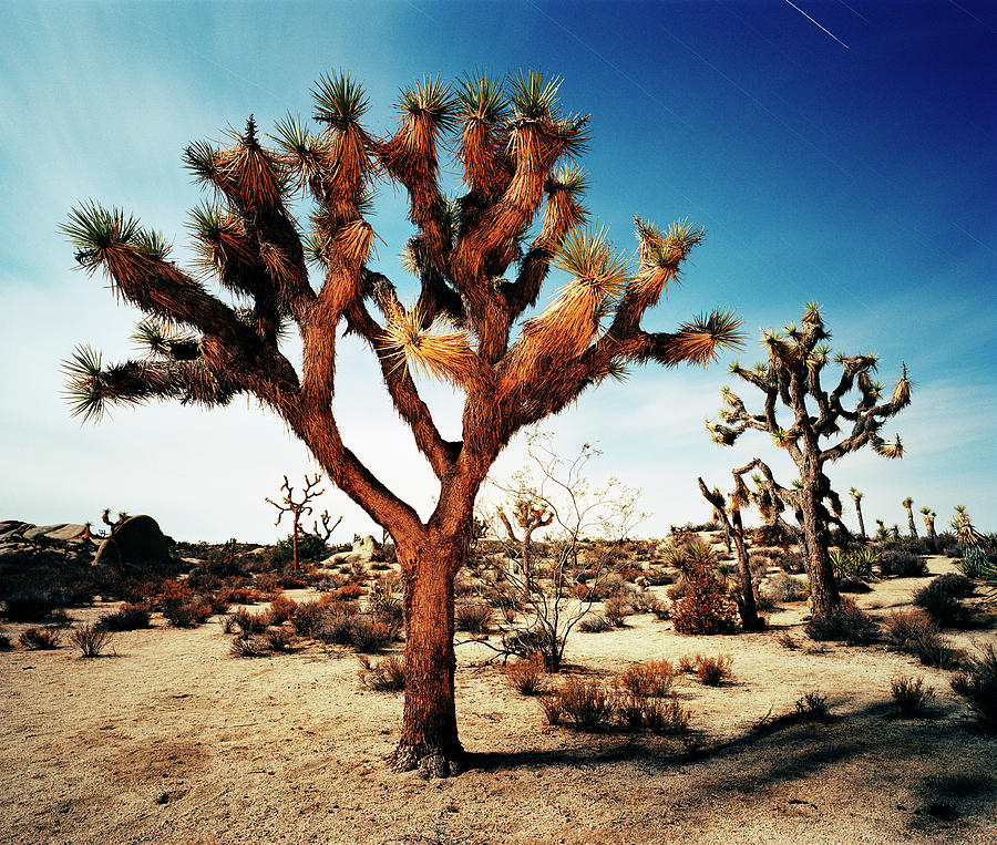 Joshua Tree In Desert Photograph by Gary Yeowell