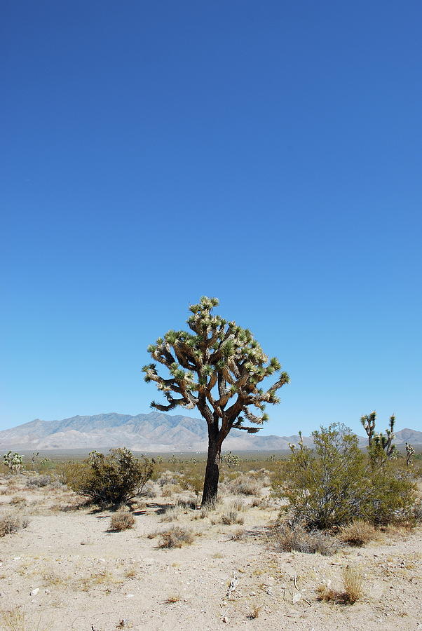Joshua Tree In The Desert Photograph