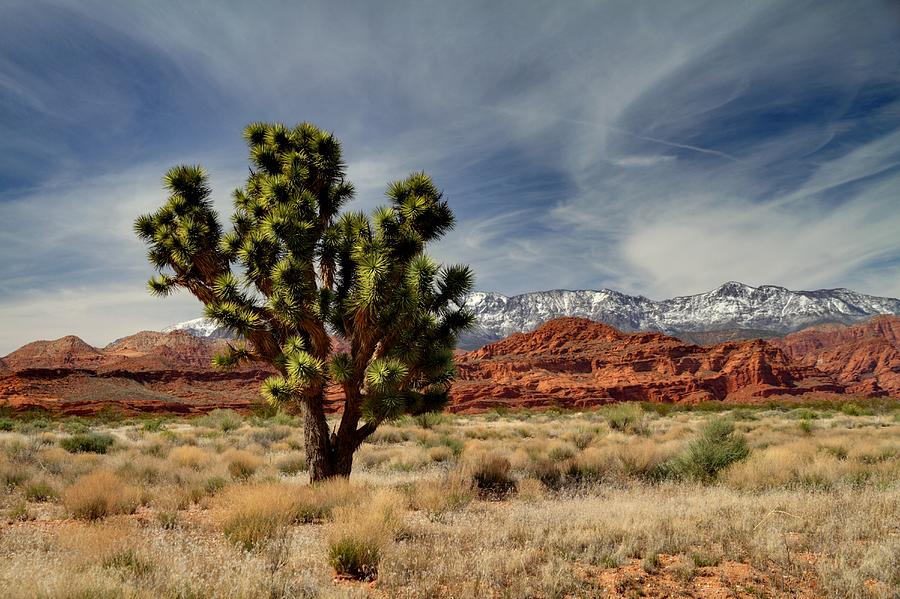 Joshua Tree In Utah High Desert Photograph by © Jan Zwilling