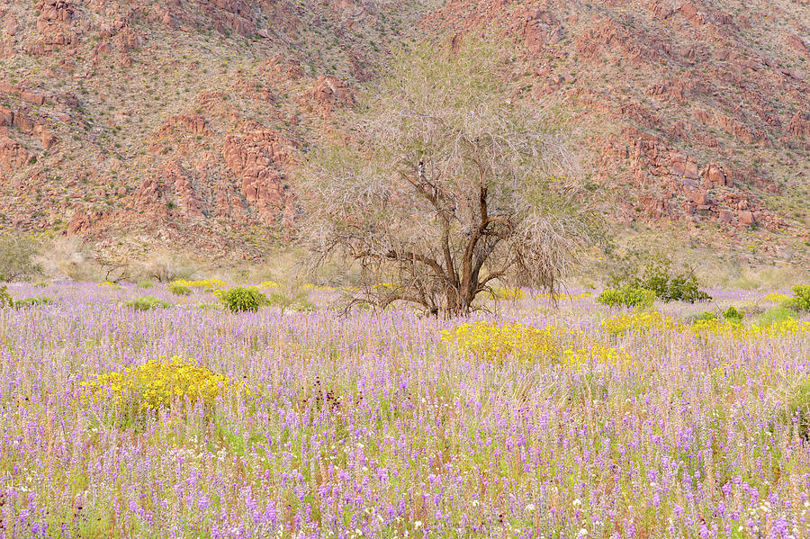 Joshua Tree - Ironwood and Flower Field by Alexander Kunz Joshua Tree - Ironwood and Flower Field by Alexander Kunz