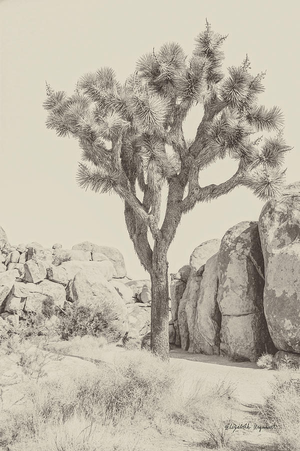 Tree Photograph - Joshua Tree Iv Neutral by Elizabeth Urquhart