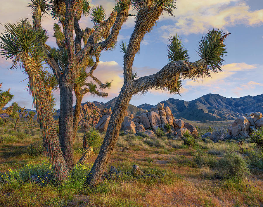Joshua Tree, Joshua Tree National Park, California Photograph by Tim Fitzharris