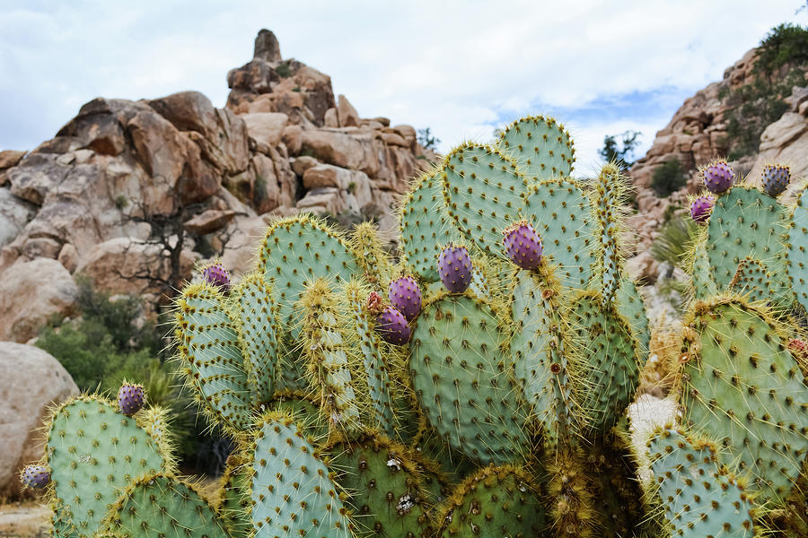 Joshua Tree National Park Cactus by Kyle Hanson Joshua Tree National Park Cactus by Kyle Hanson