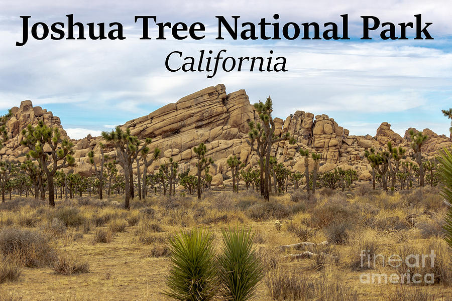 Joshua Tree National Park Photograph - Joshua Tree National Park, California 03 by G Matthew Laughton Joshua Tree National Park Photograph - Joshua Tree National Park, California 03 by G Matthew Laughton