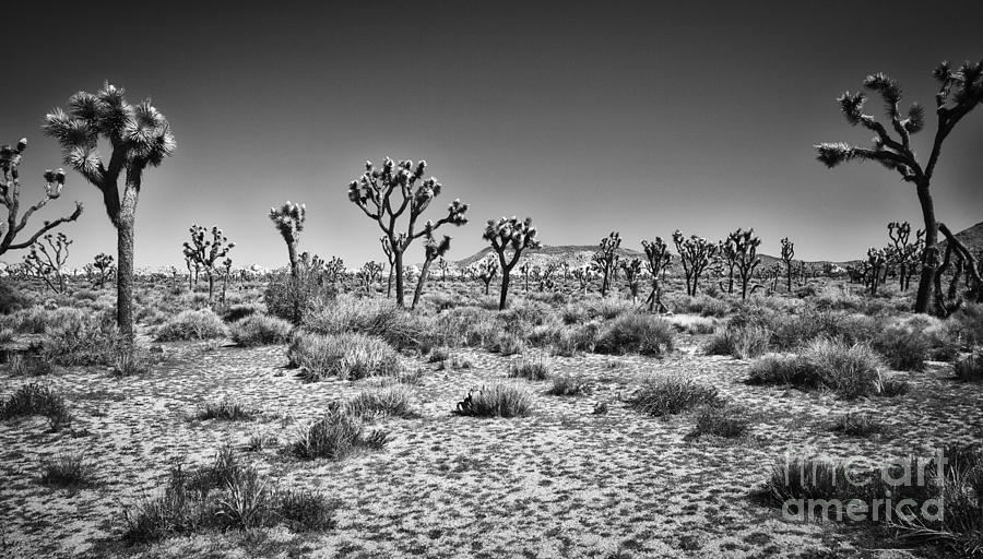 Joshua Tree National Park in Black and White Photograph by Bruce Block