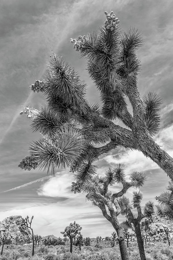 California Photograph - Joshua Tree National Park by Melanie Viola California Photograph - Joshua Tree National Park by Melanie Viola