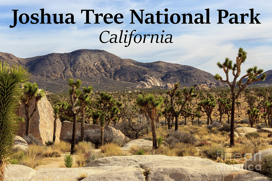 California Photograph - Joshua Tree National Park Valley, California by G Matthew Laughton California Photograph - Joshua Tree National Park Valley, California by G Matthew Laughton