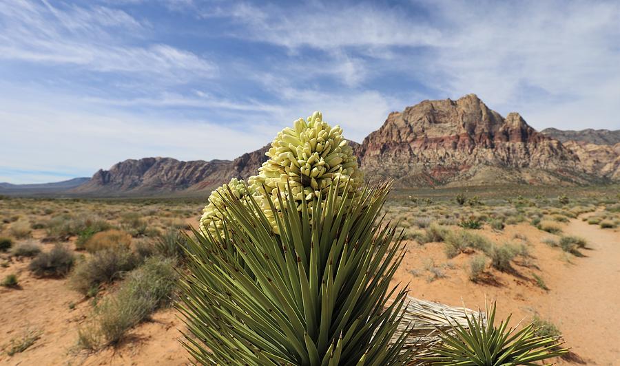 Joshua Tree Panorama Photograph by Maria Jansson