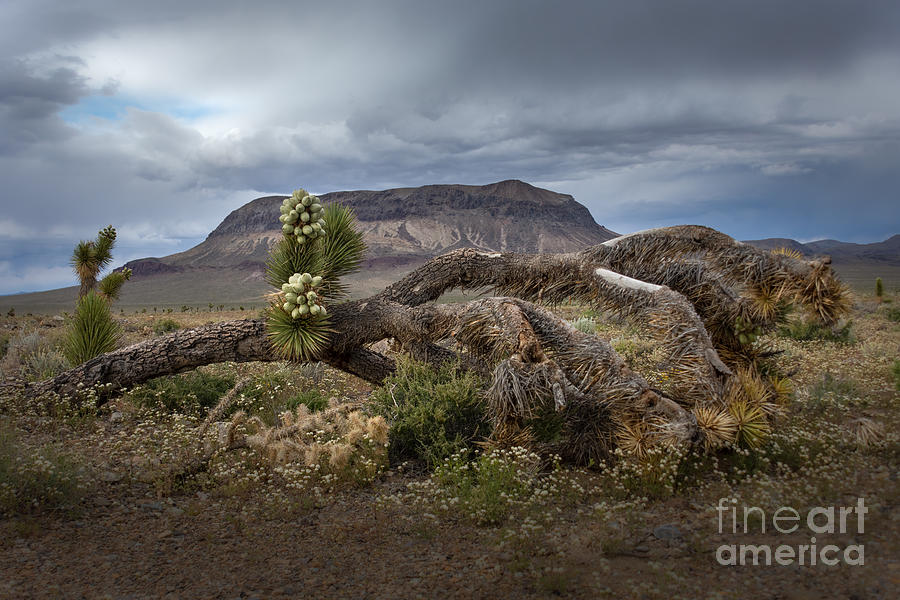 Joshua Tree Rebirth by Lisa Manifold Joshua Tree Rebirth by Lisa Manifold