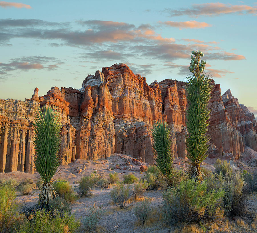 Joshua Tree Saplings, Red Rock Canyon Nca, Nevada Photograph by Tim Fitzharris