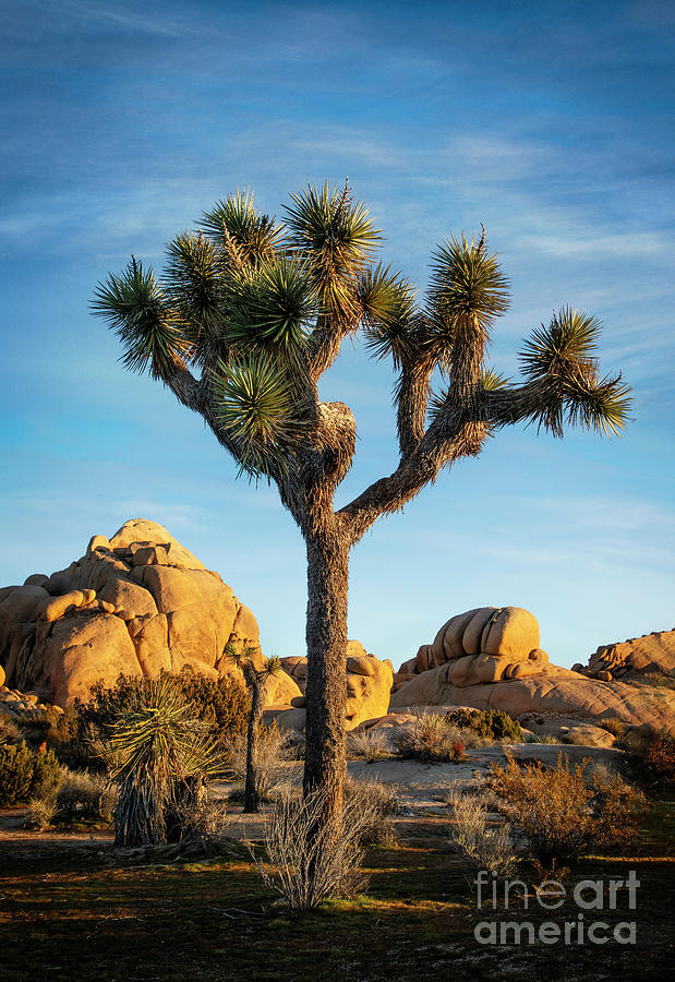 Joshua Tree by Scott Kemper Joshua Tree by Scott Kemper