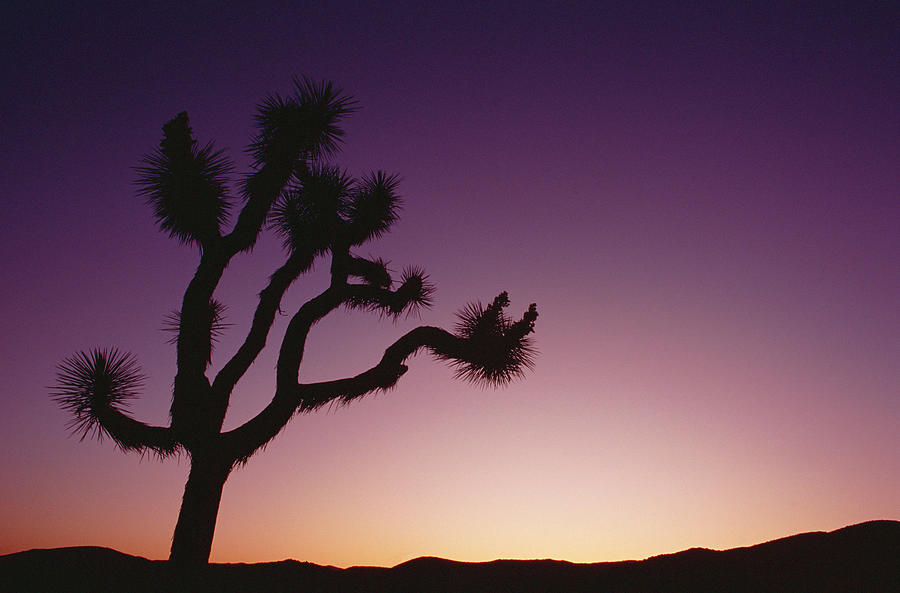 Joshua Tree Silhouetted At Dawn  Yucca Photograph by Nhpa