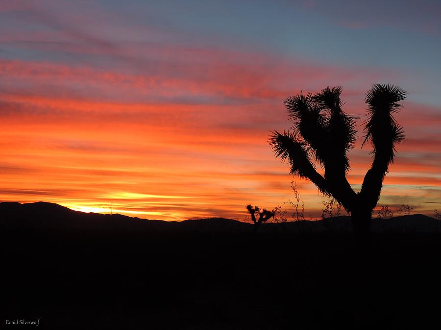 Joshua Tree Sunrise 1/20/2016 Photograph by Enaid Silverwolf - Fine Art ...