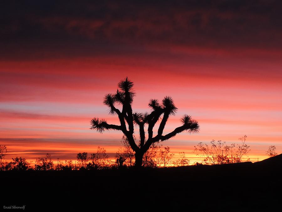 Joshua Tree Sunrise 12/9/2015 Littlerock, California 748am Photograph by Enaid Silverwolf
