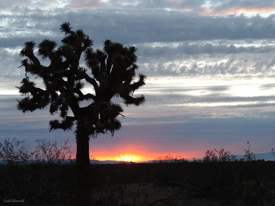 Joshua Tree Sunset, Littlerock, California 8/6/2015 Photograph by Enaid Silverwolf