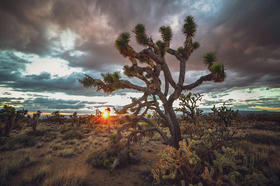 Joshua Tree Sunset Photograph by Matt Deifer