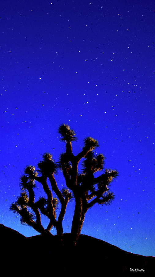 Joshua tree Under the Stars Photograph by Tim Kathka
