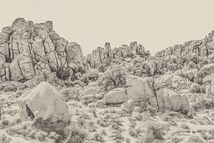 Desert Photograph - Joshua Tree V Neutral by Elizabeth Urquhart