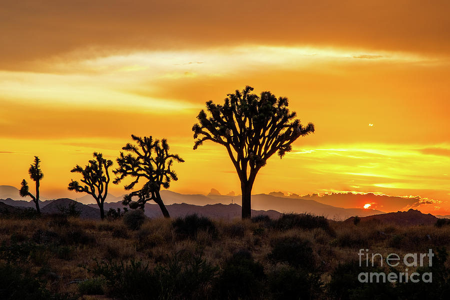 Joshua Trees and the Setting Sun Photograph by Mimi Ditchie