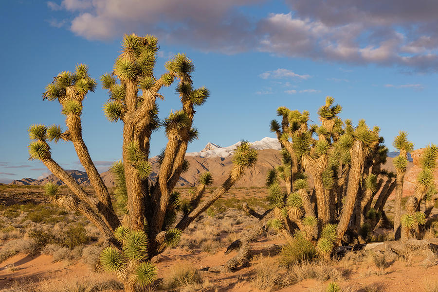 Joshua Trees And Virgin Mts Photograph by Jeff Foott