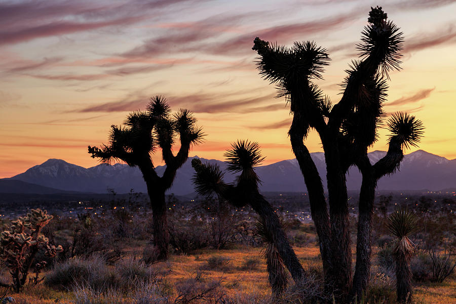 Joshua Trees At Sunset Photograph by James Eddy