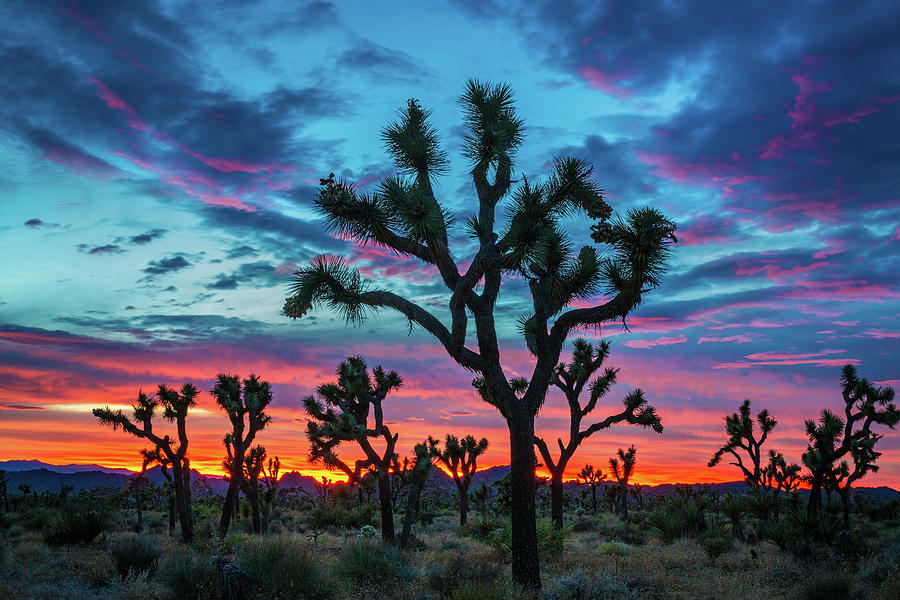 Joshua Trees at Sunset Photograph by Rick Strobaugh