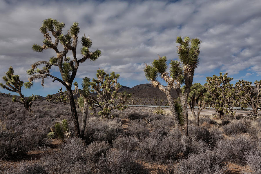 Joshua Trees Growing In Dry Landscape Digital Art by Joho - Pixels