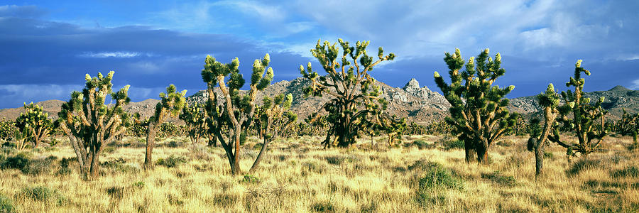 Joshua Trees In The Mojave National Photograph by Panoramic Images