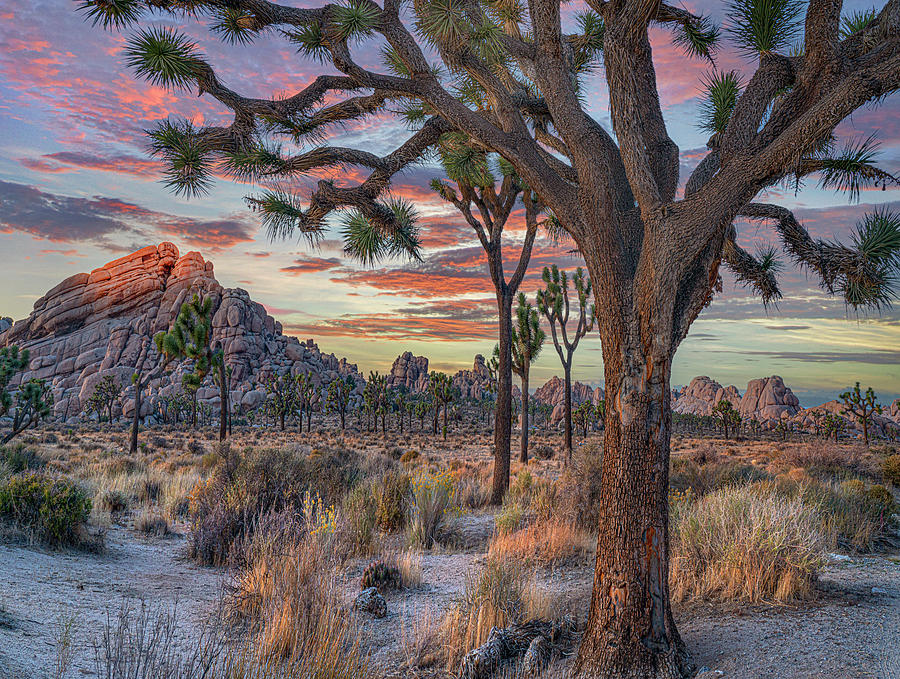 Joshua Trees In Wonderland Of Rocks Photograph by Tim Fitzharris