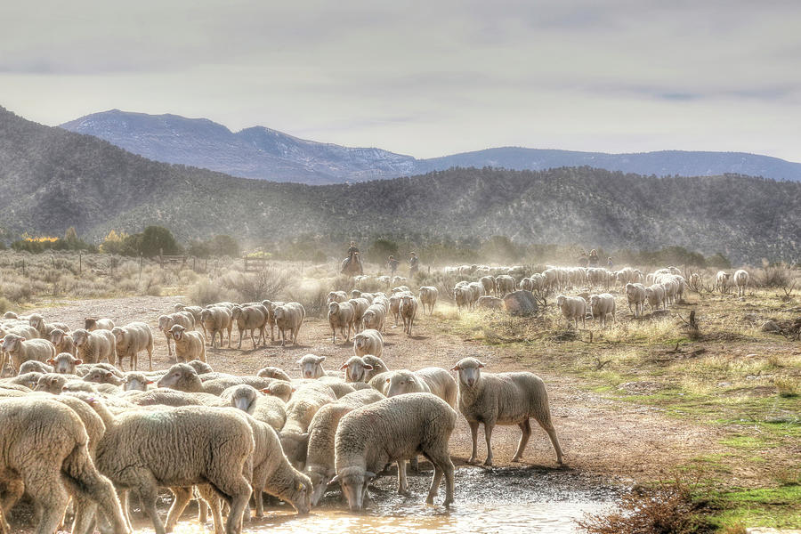 Journey to Winter Pastures Photograph by Donna Kennedy