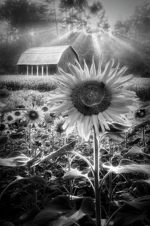 Joy in Black and White Photograph by Debra and Dave Vanderlaan