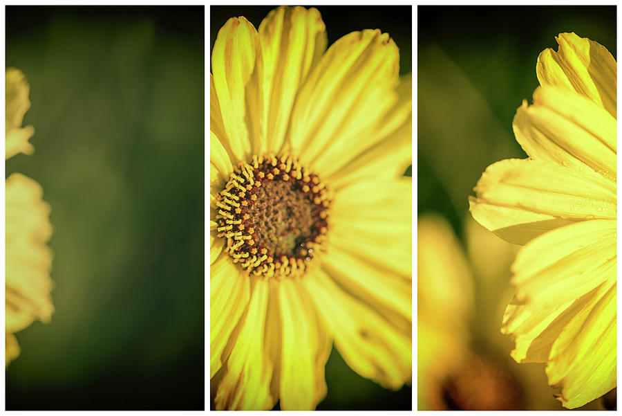 Joy In Yellow California Wildflowers Triptych Photograph by Joseph S Giacalone