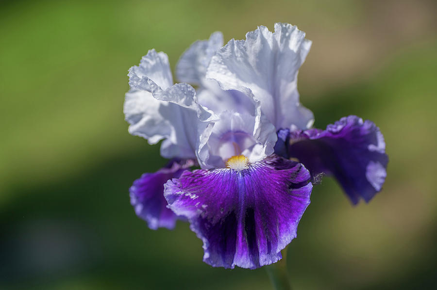 Joy Joy Joy. The Beauty Of Irises  Photograph by Jenny Rainbow