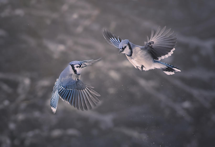 Blue Jay Photograph - Joy by Larry Deng