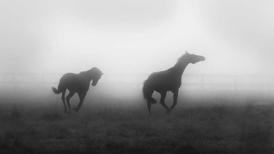 Horse Photograph - Joy On The Field by Ulrike Eisenmann