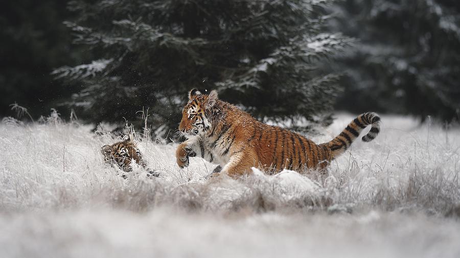 Joy On The Snow Photograph by Michaela Fireov