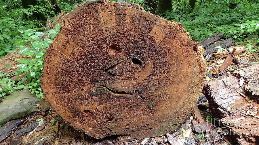 Joyce Kilmer Memorial Forest Smiley Face in Log Photograph by David Oppenheimer