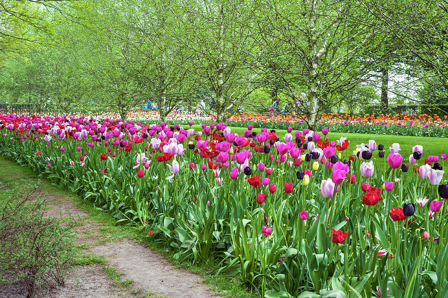 Joyful Spring Tulips of Keukenhof Photograph by Jenny Rainbow