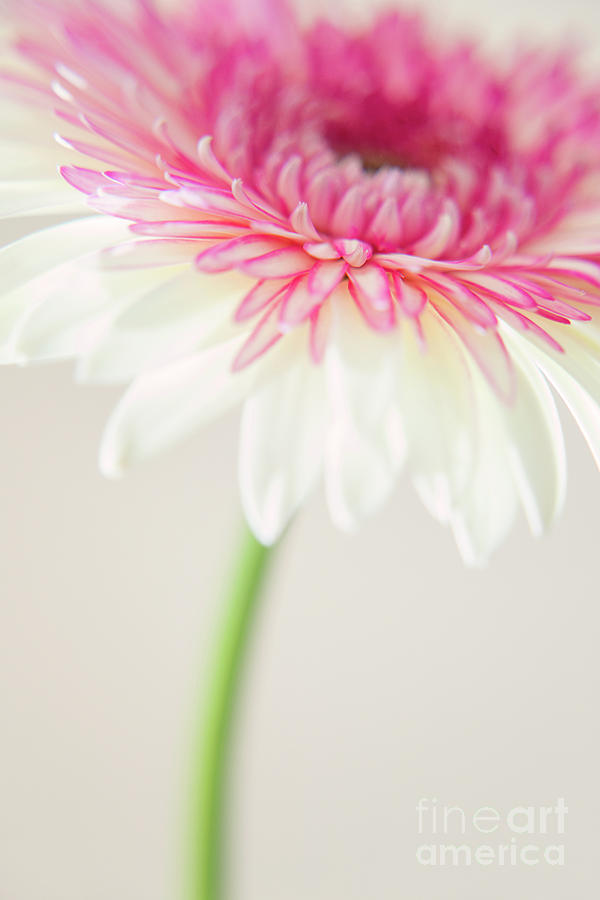 Nature Photograph - Joyful Whisper by Julia Hiebaum Nature Photograph - Joyful Whisper by Julia Hiebaum