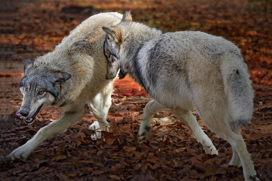 Wolves Photograph - Joyful Wolves by Jeannee Gannuch