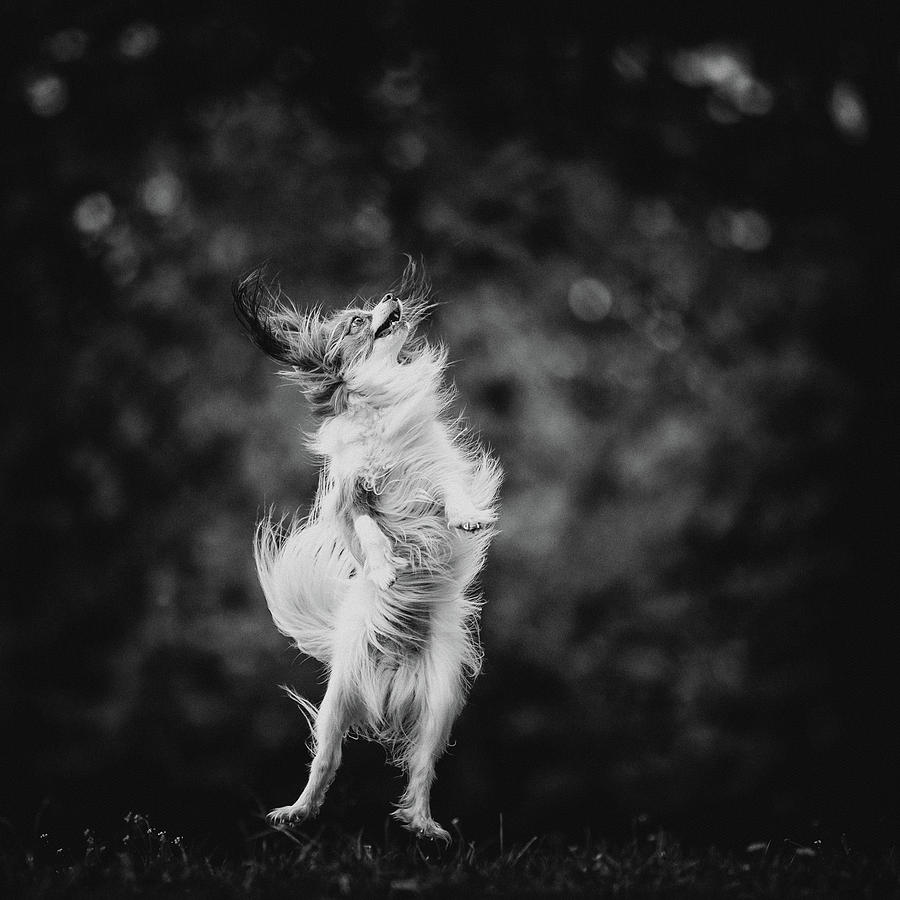 Black And White Photograph - ...joyfulness... by Pali Gerec