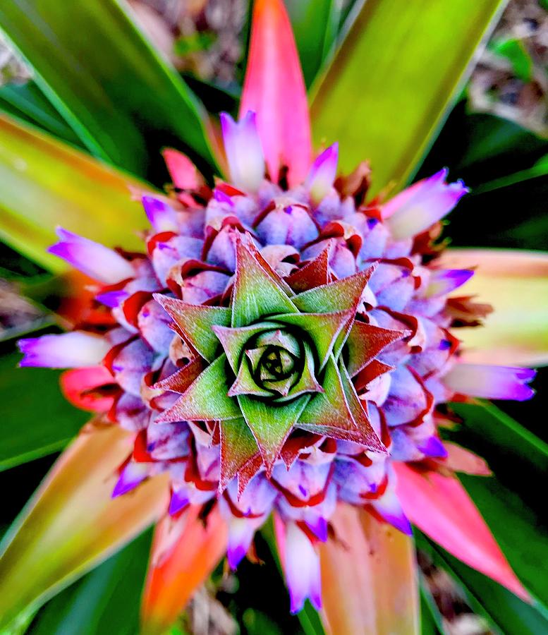 Joyous Cosmology of the Pineapple Aloha  Photograph by Joalene Young