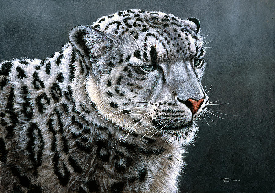 Jp474 Snow Leopard Painting by Jeremy Paul - Fine Art America