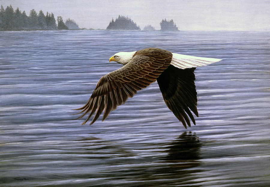 Bird Painting - Jp62 Low Flight Bald Eagle by Jeremy Paul