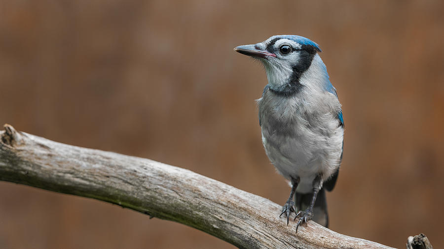Bird Photograph - Jr. by Patrick Dessureault