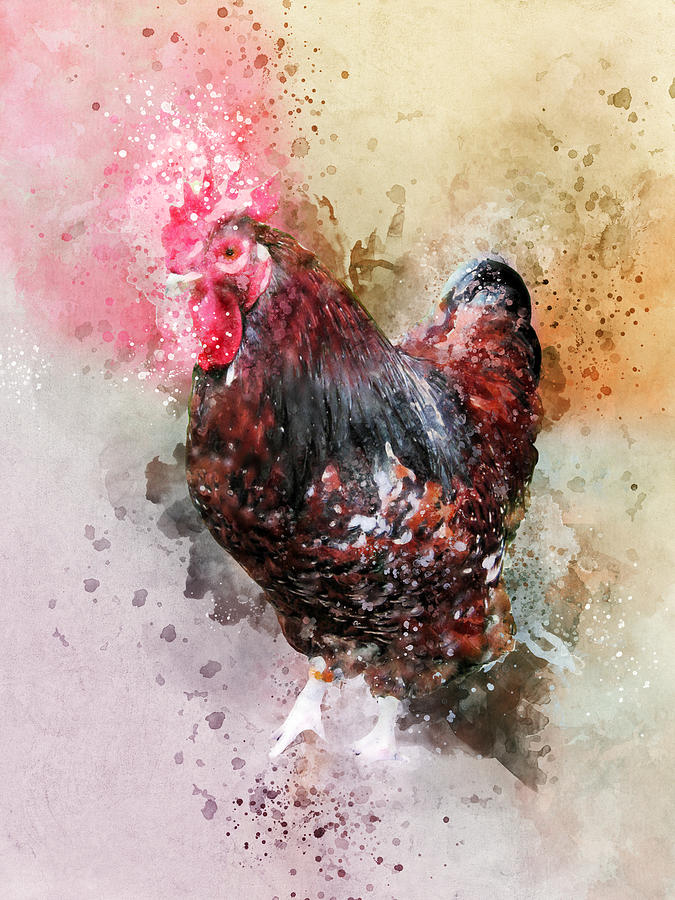 Jubilee Orpington Rooster Digital Art by Western Exposure | Fine Art ...