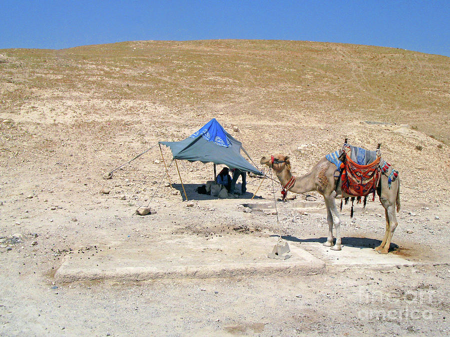 Judean Desert Life Scene Photograph by Nieves Nitta