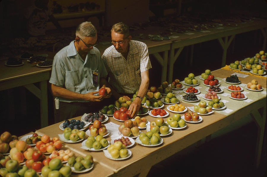 Fruit Photograph - Judging Produce at the Fair by John Dominis