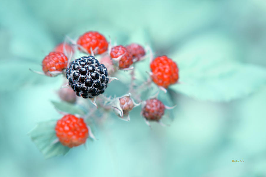 Juicy Berries Photograph by Christina Rollo